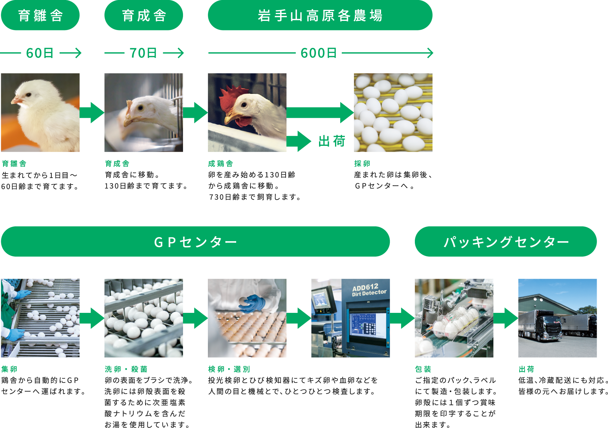 育雛舎→育成舎→岩手山高原各農場　GPセンター→パッキングセンター